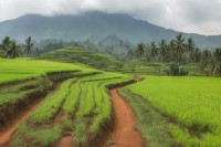 Serumpun padi tumbuh di sawah